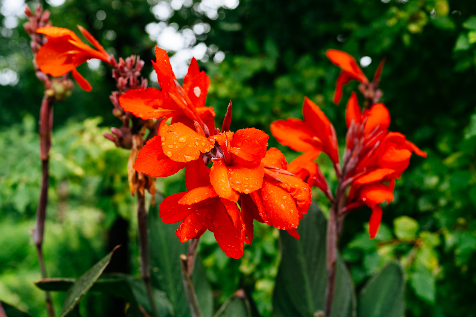 _DSC1822.ARW