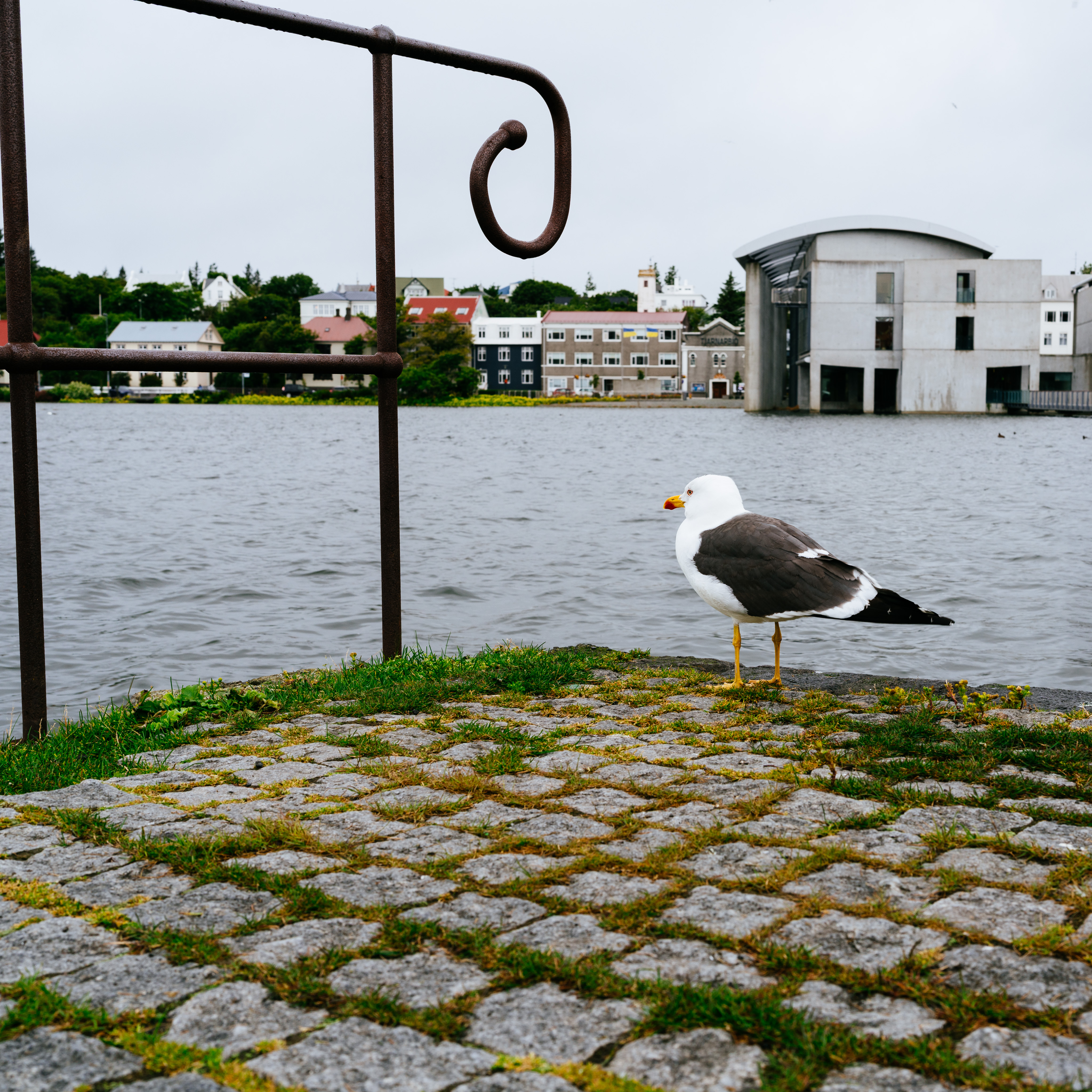 Gull
