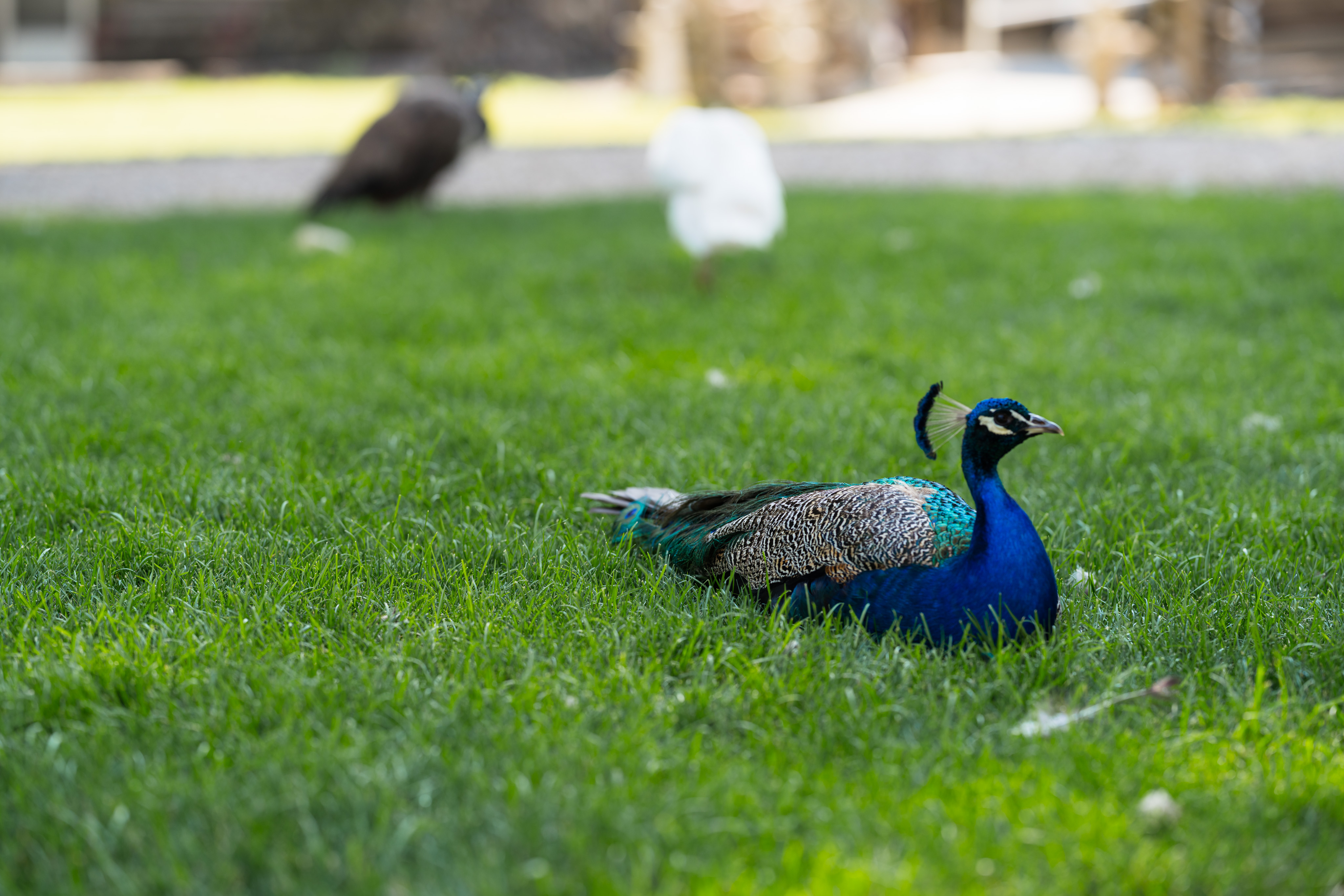 _DSC1731.ARW