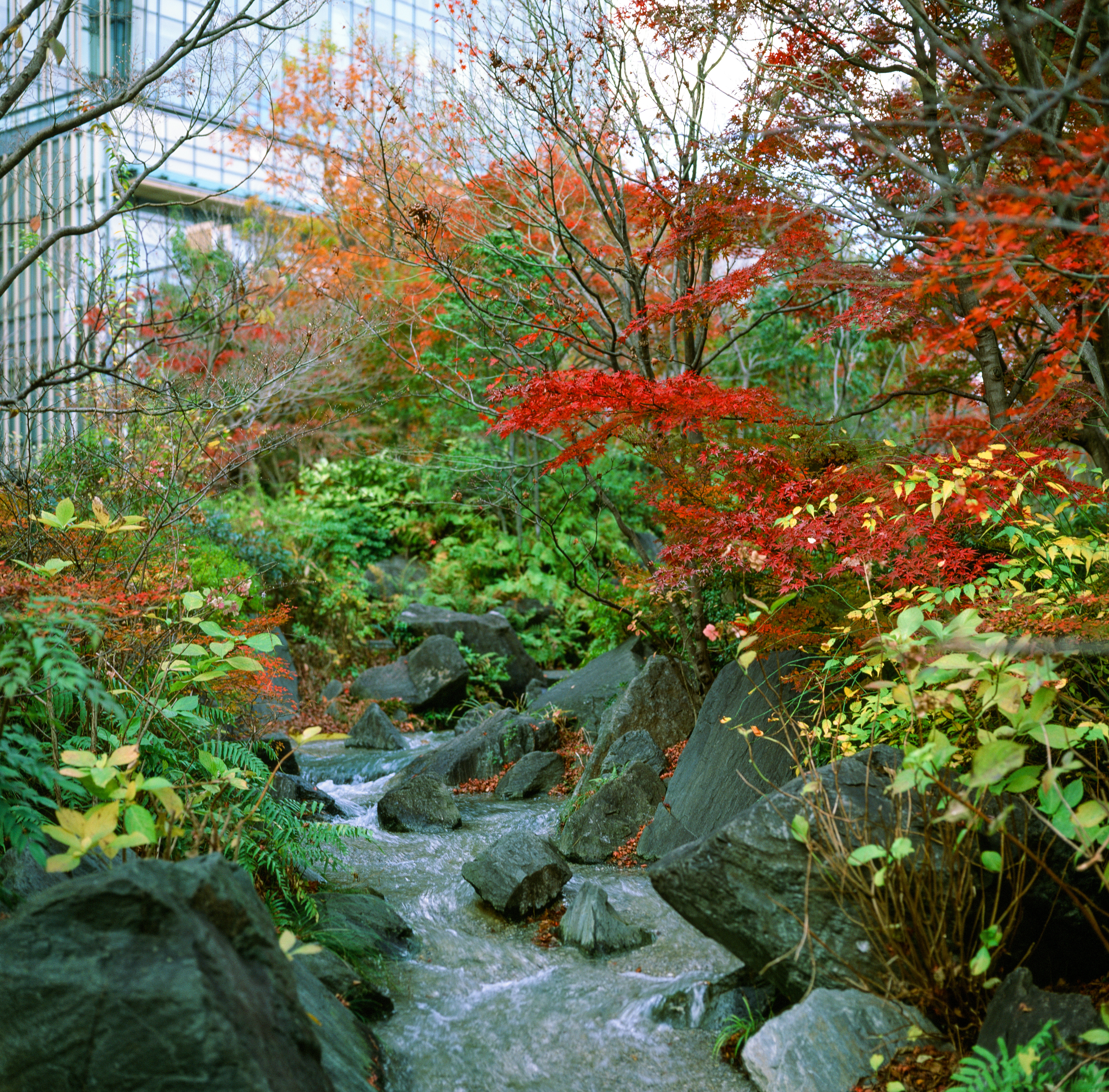 A small stream in a dense metropolis. A small stream flows around rocks in a park in Tokyo. The plants and foliage is multi-colored, some greens, some yellows, some oranges, some reds. The water rushes past a few rocks in the stream. A modern building stands in the background.