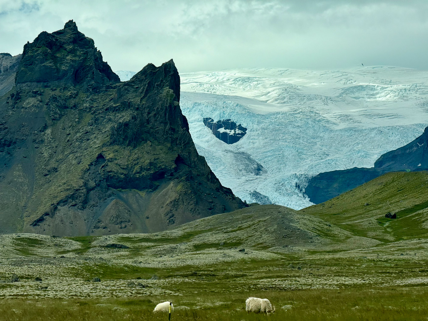 Glacier, sheep