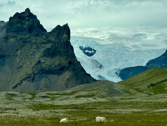 Glacier, sheep