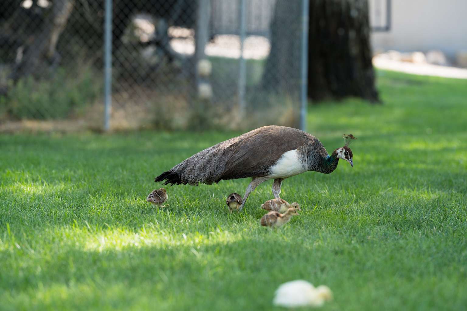 _DSC1716.ARW