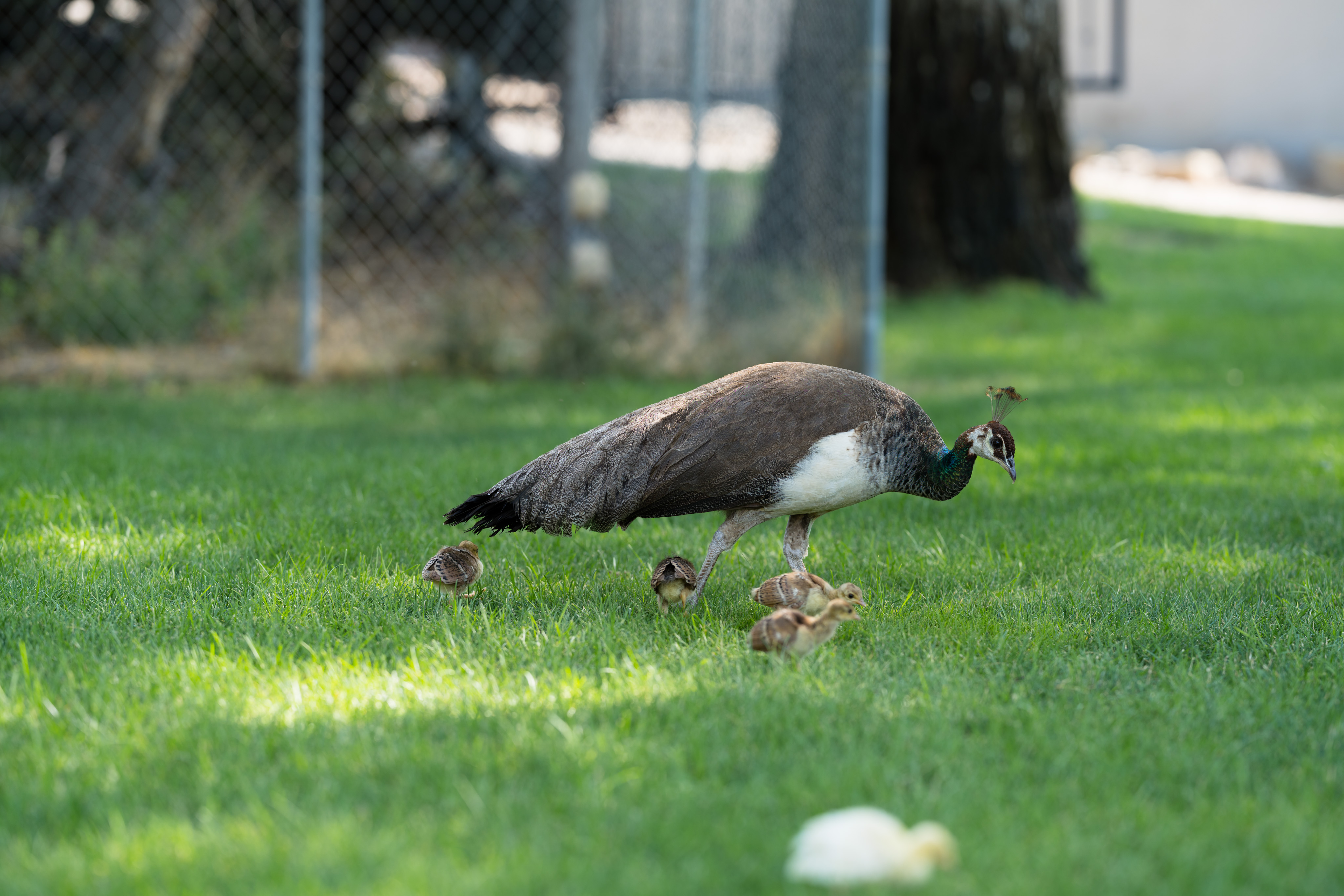 _DSC1716.ARW