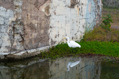 Great Egret II