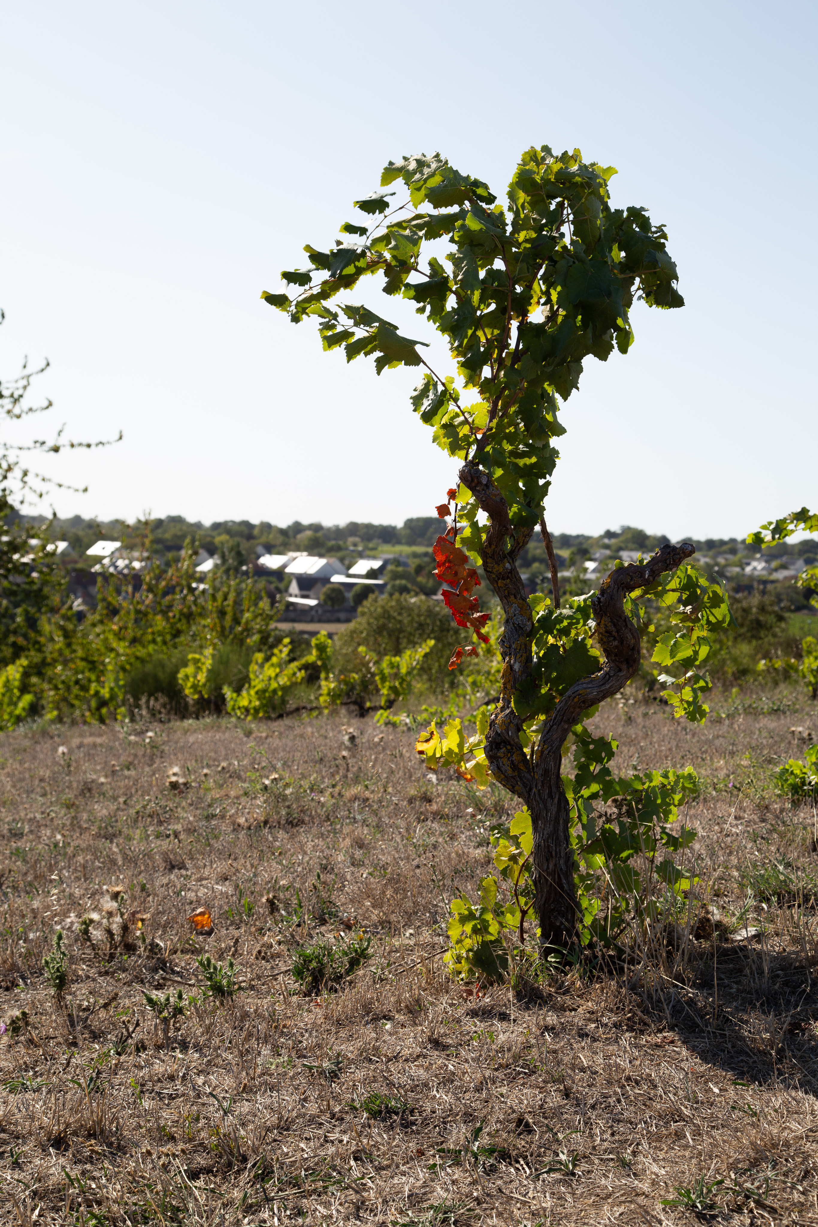 One old grape vine plant stands alone in a field. The plant is old and has a thick woody stem, but it has been trimmed so there are only a few leaves on it. In the background are small houses in a local village.