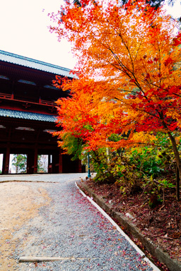 Fall on Koya-san
