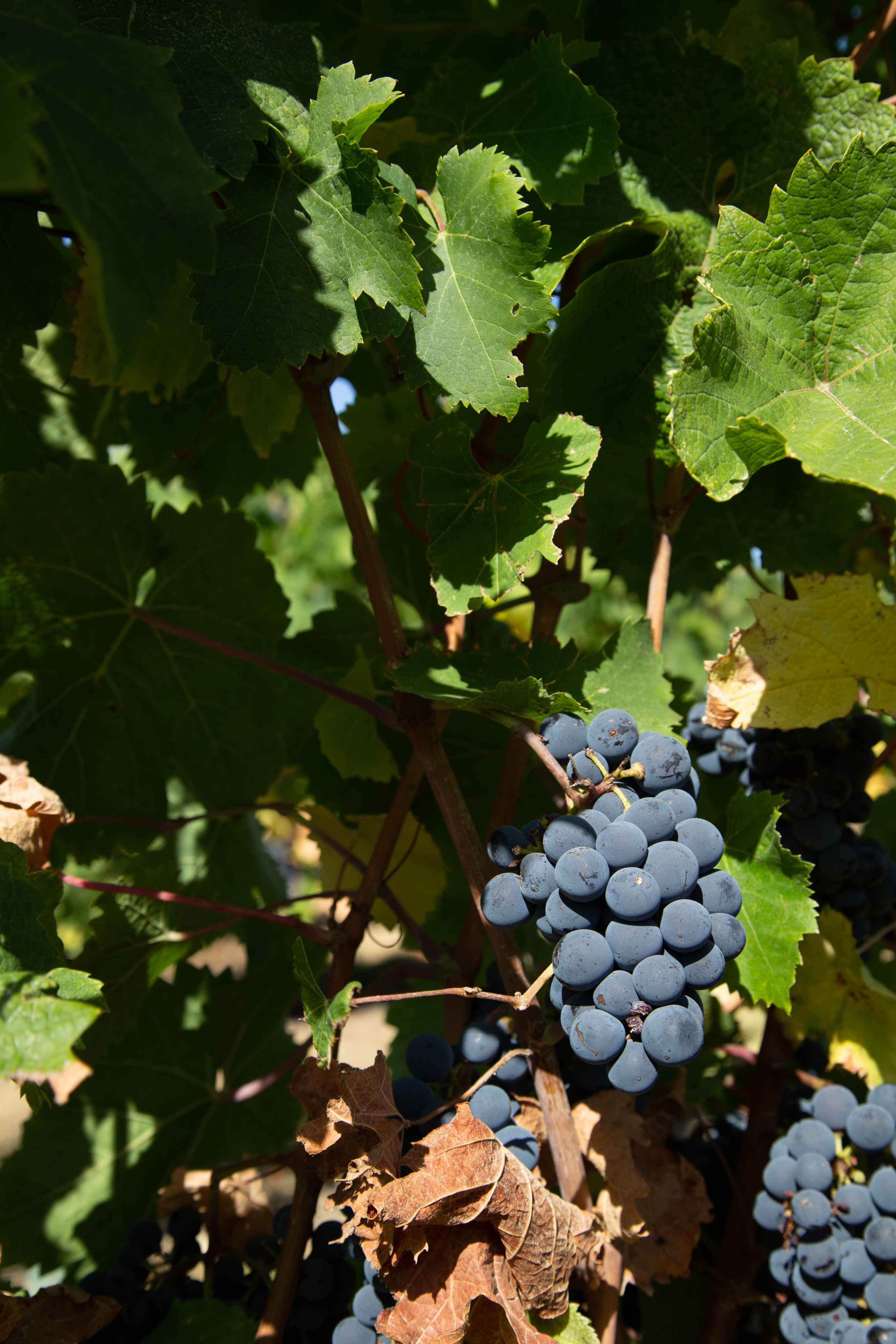 A cluster of red grapes sit in the middle of the frame. Green leaves surround the cluster. The strong sunlight is filtered so that some parts of the plant are in the shade and others in bright light.