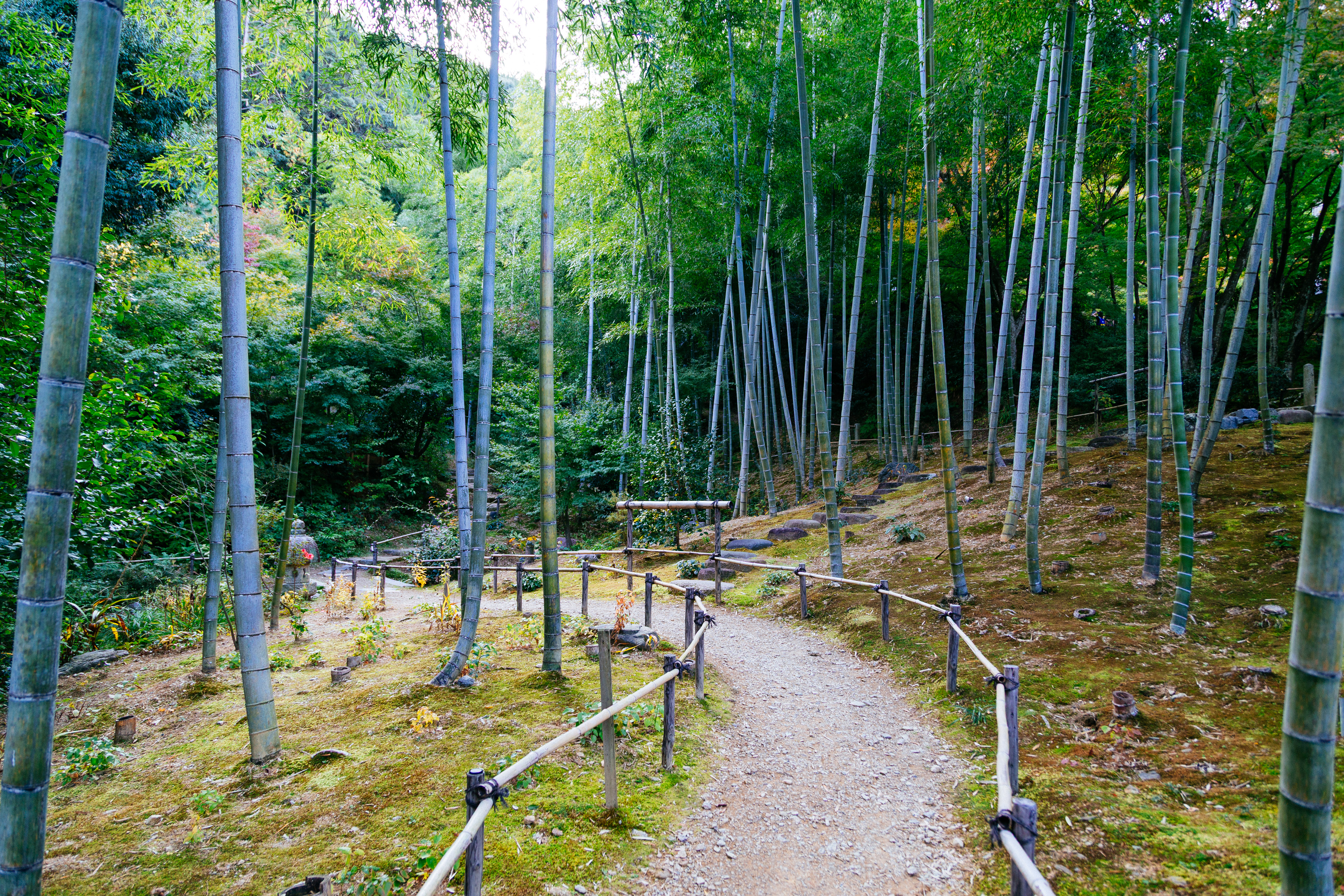 Bamboo path
