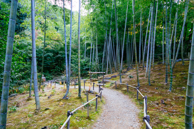 Bamboo path