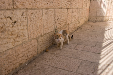 _MG_8146.CR2