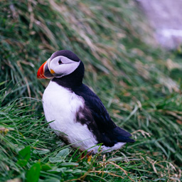 Puffin IV