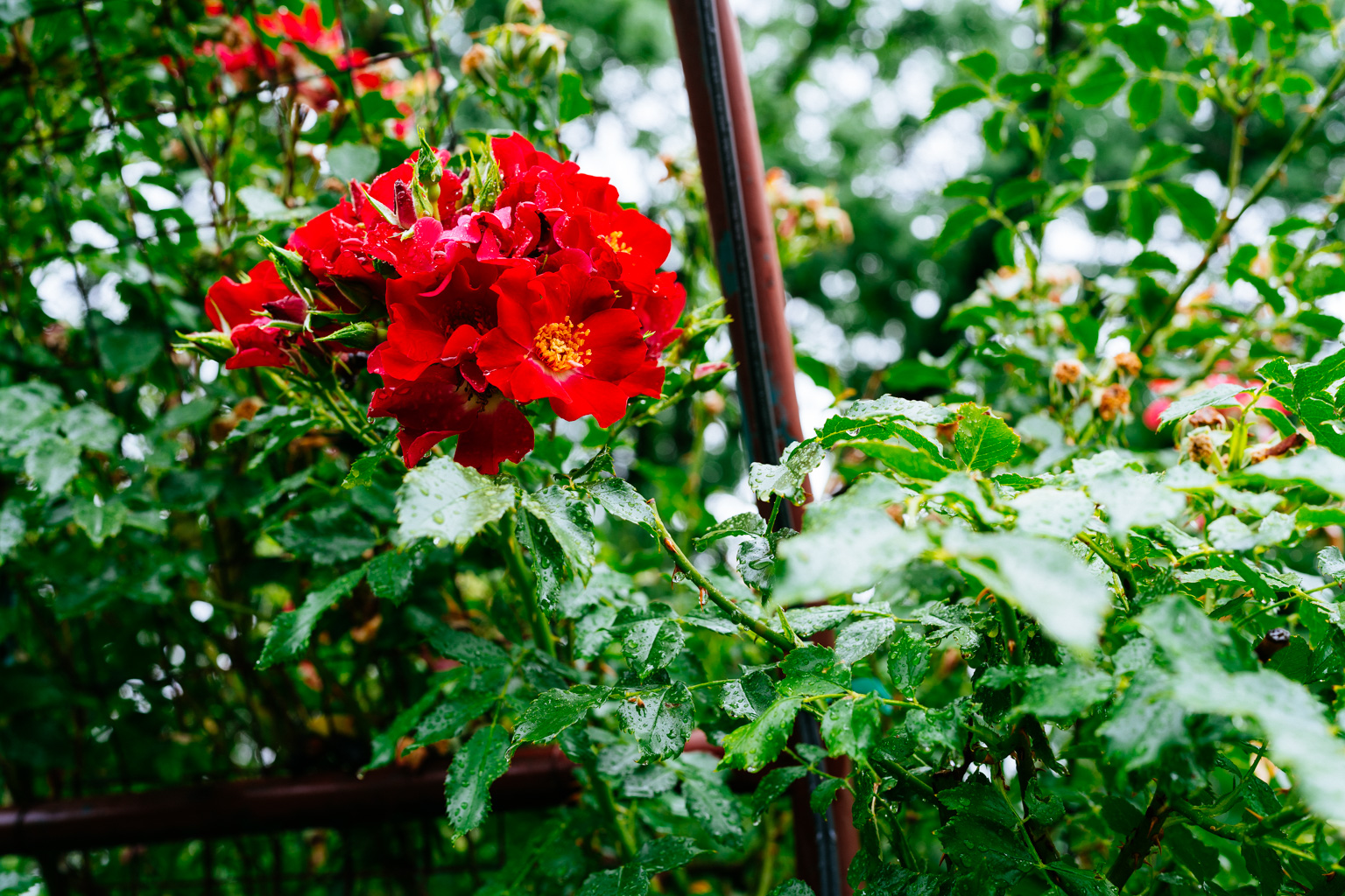 _DSC1821.ARW