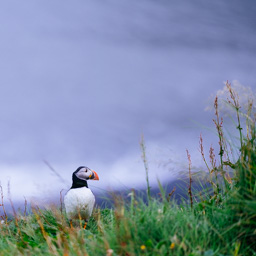Puffin II