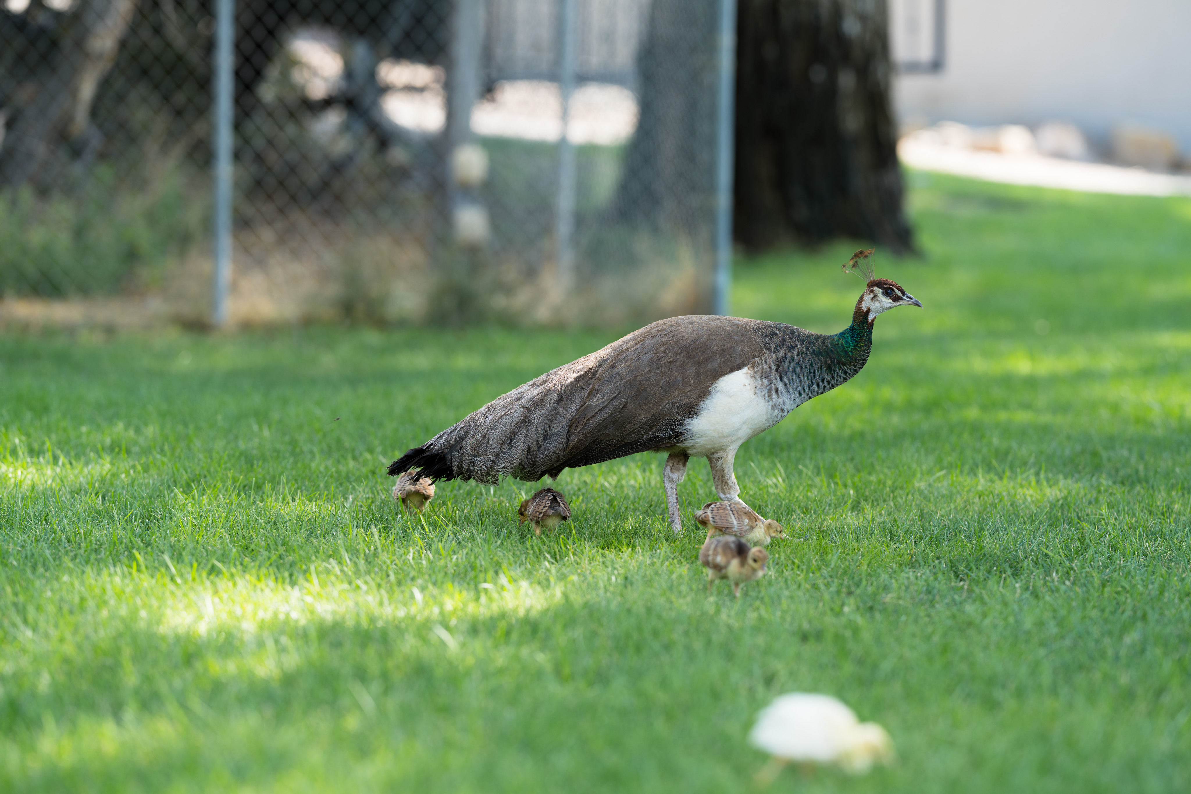 _DSC1718.ARW