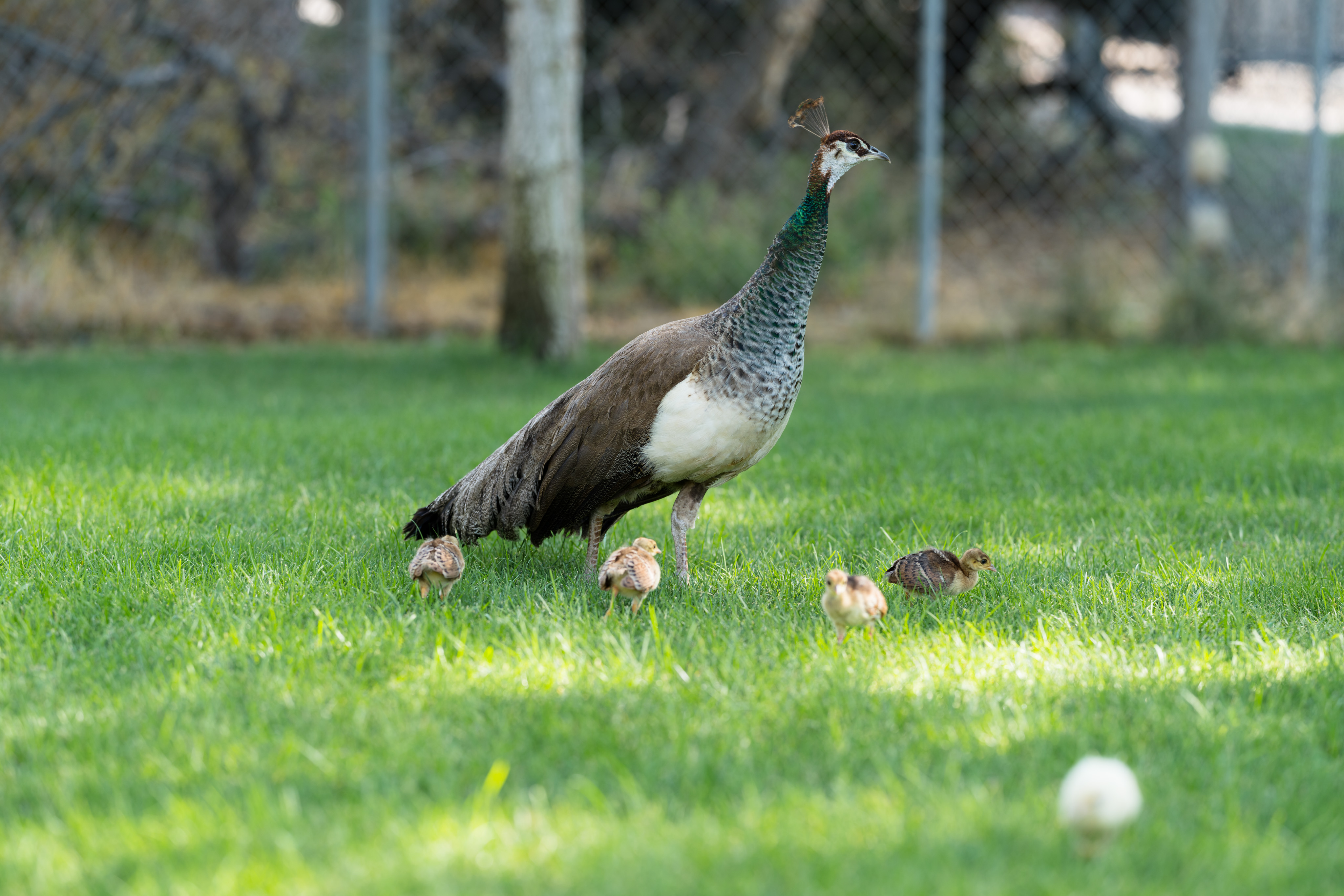 A mother peacock looks off to the right. There are 5 chicks around her in the foreground. The mother peacock is mostly brown and white with some green around her neck. The chicks are mostly brown, with an all white one that is quite blurry in foreground.