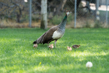 A mother and her chicks