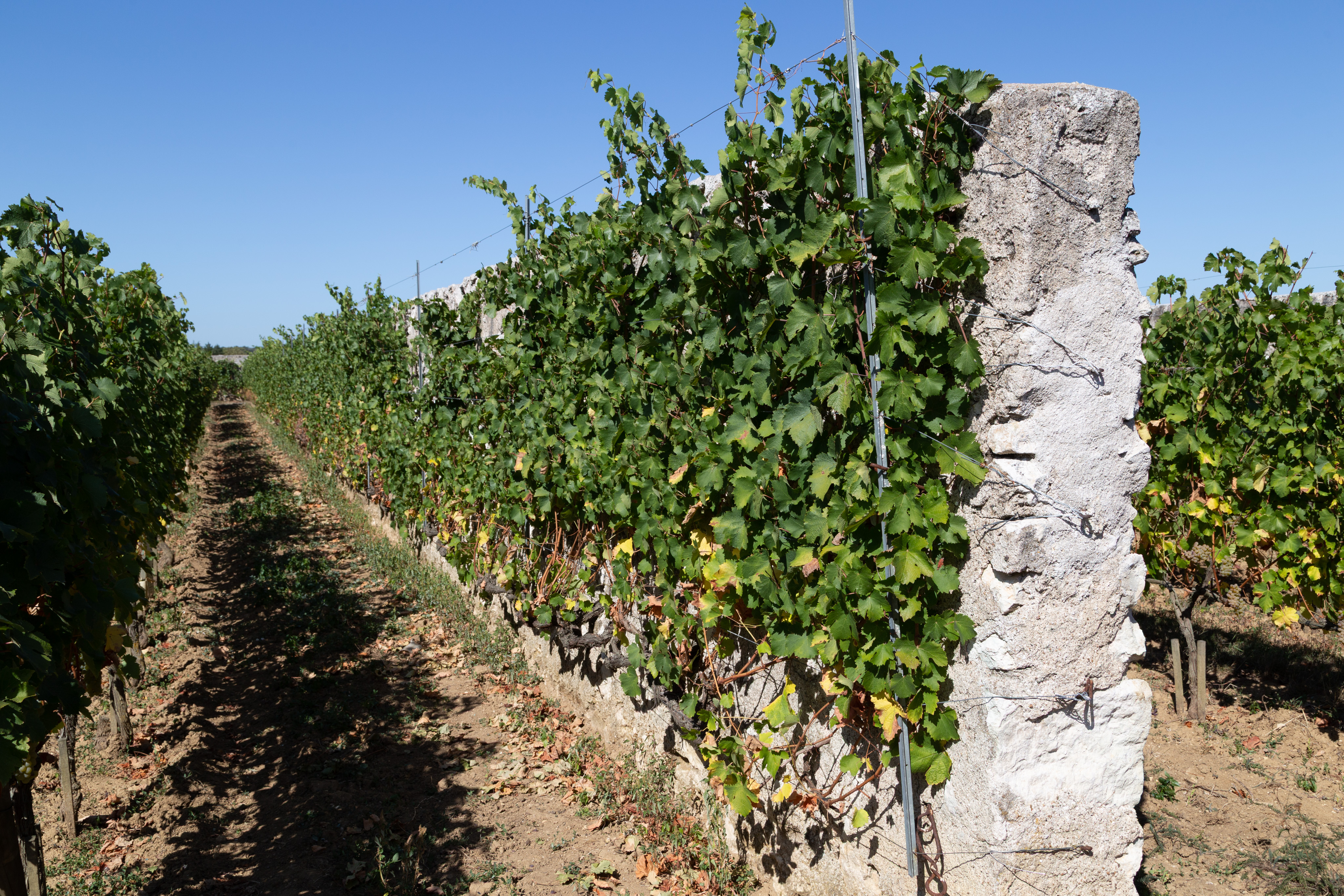 A row of grape plants that are growing through and against a small white wall. The southern side of the wall contains the plant leaves.
