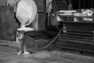 Cat on guard