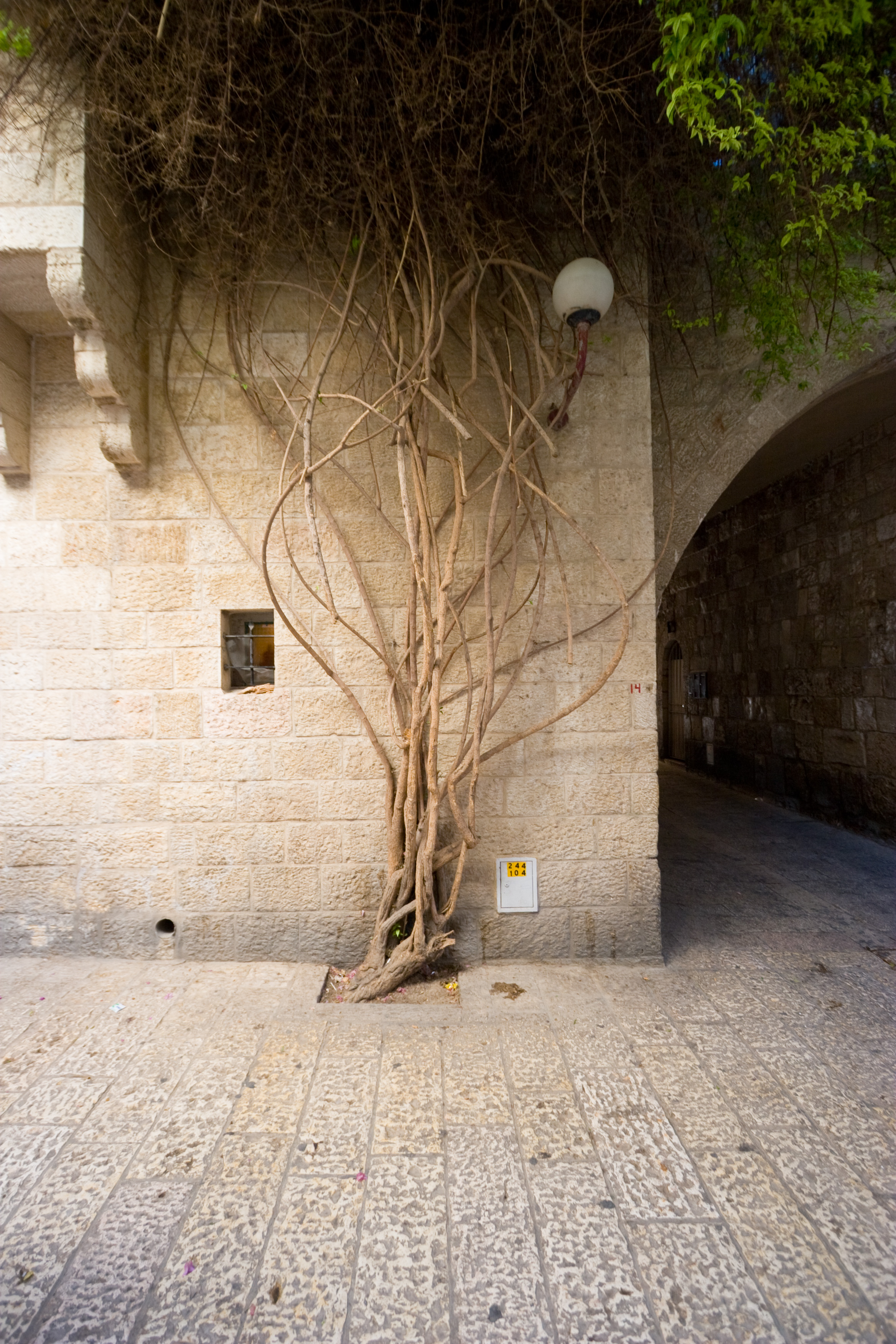 Tree in the Jewish Quarter of the Old City