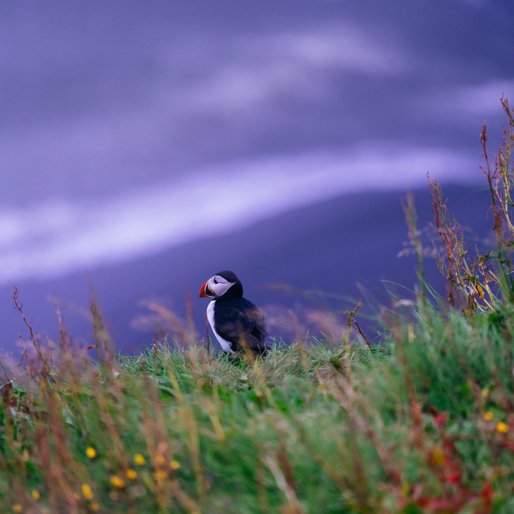 Puffin III