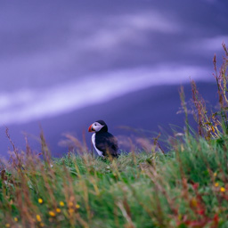 Puffin III