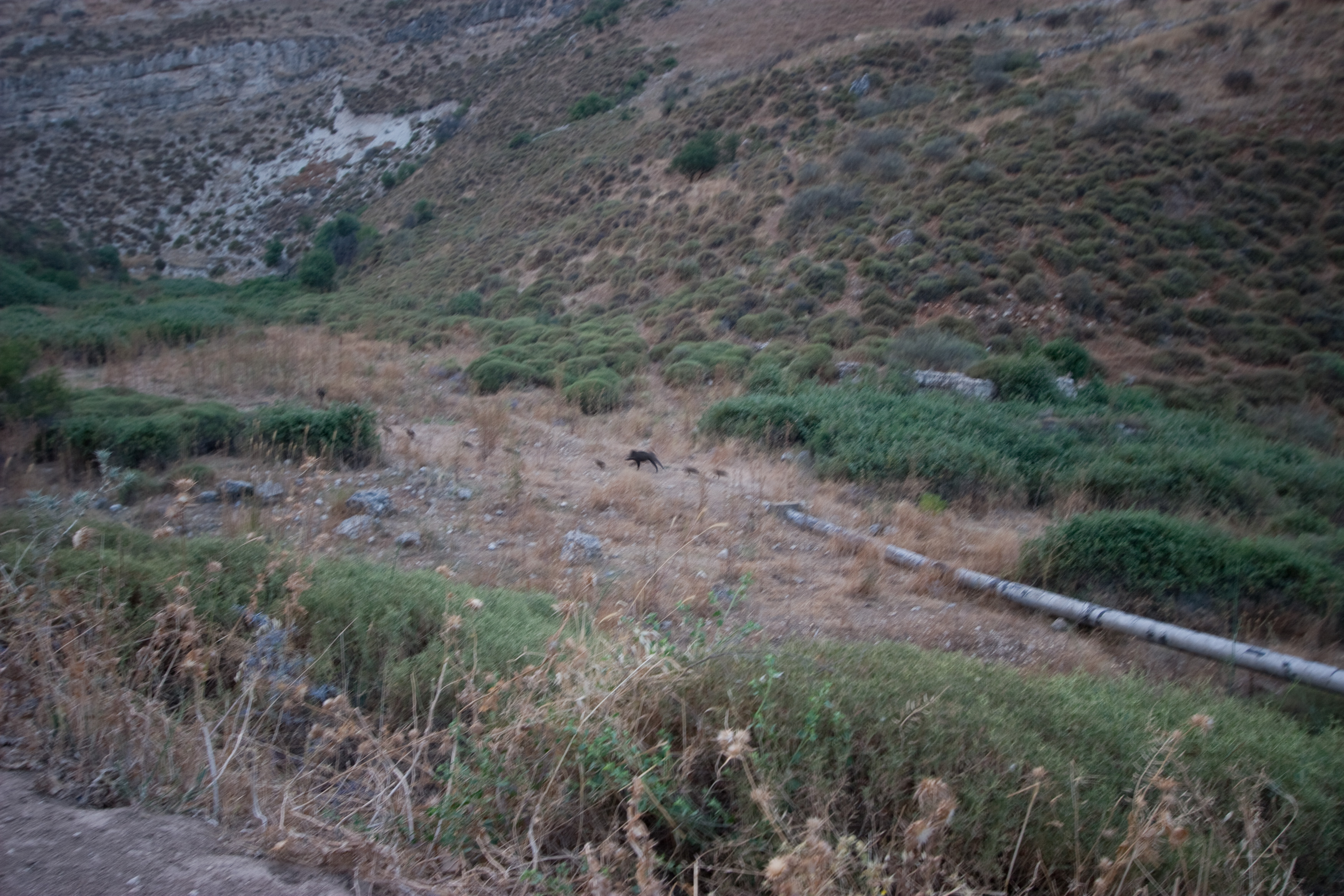 Wild boars running through a dry creek