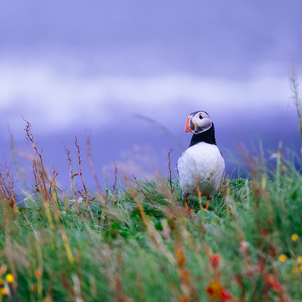 Puffin I