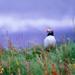 Puffin I