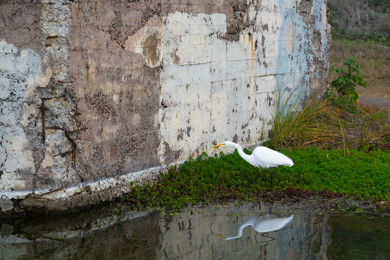 Great Egret I