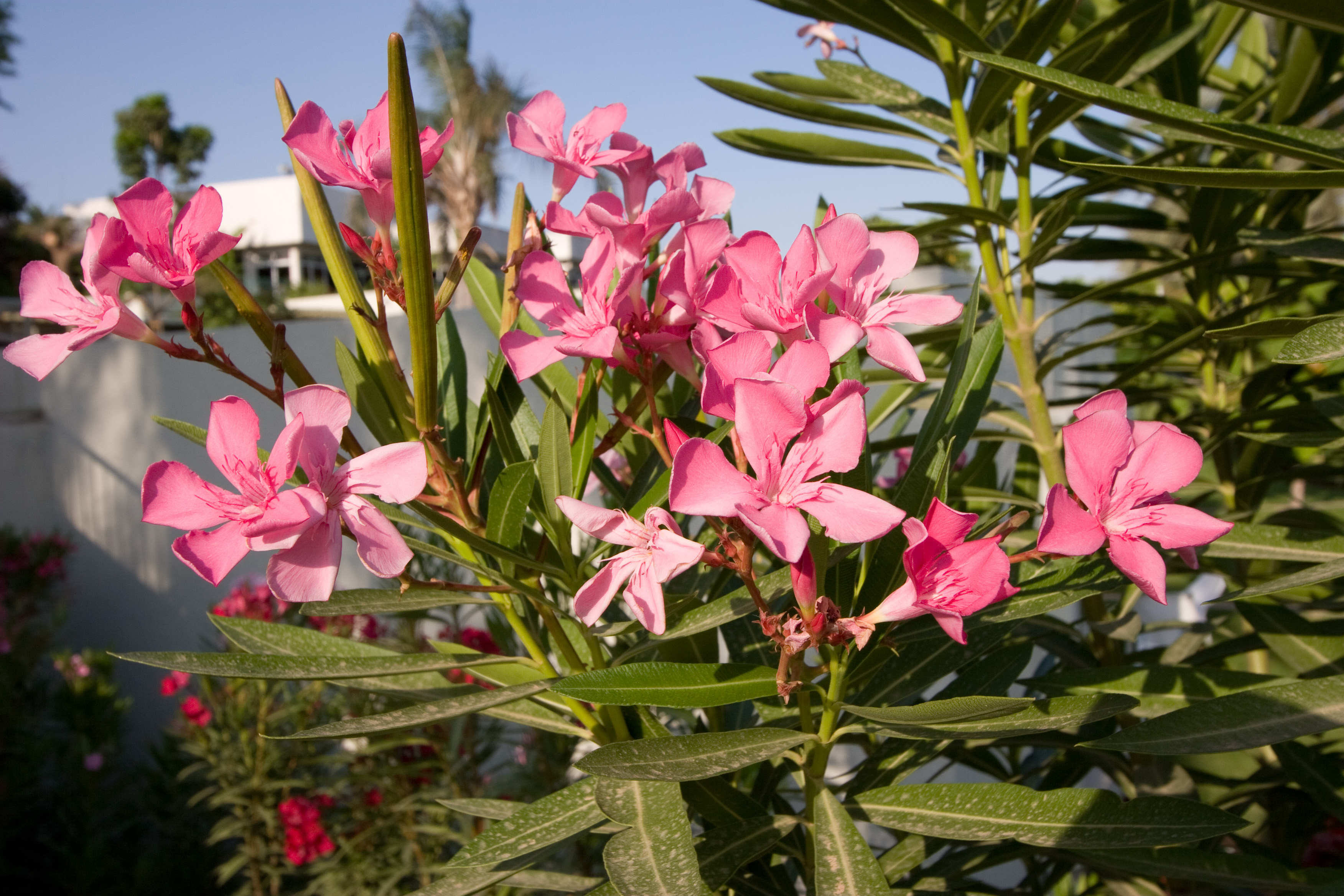 A flower at Ma'agan