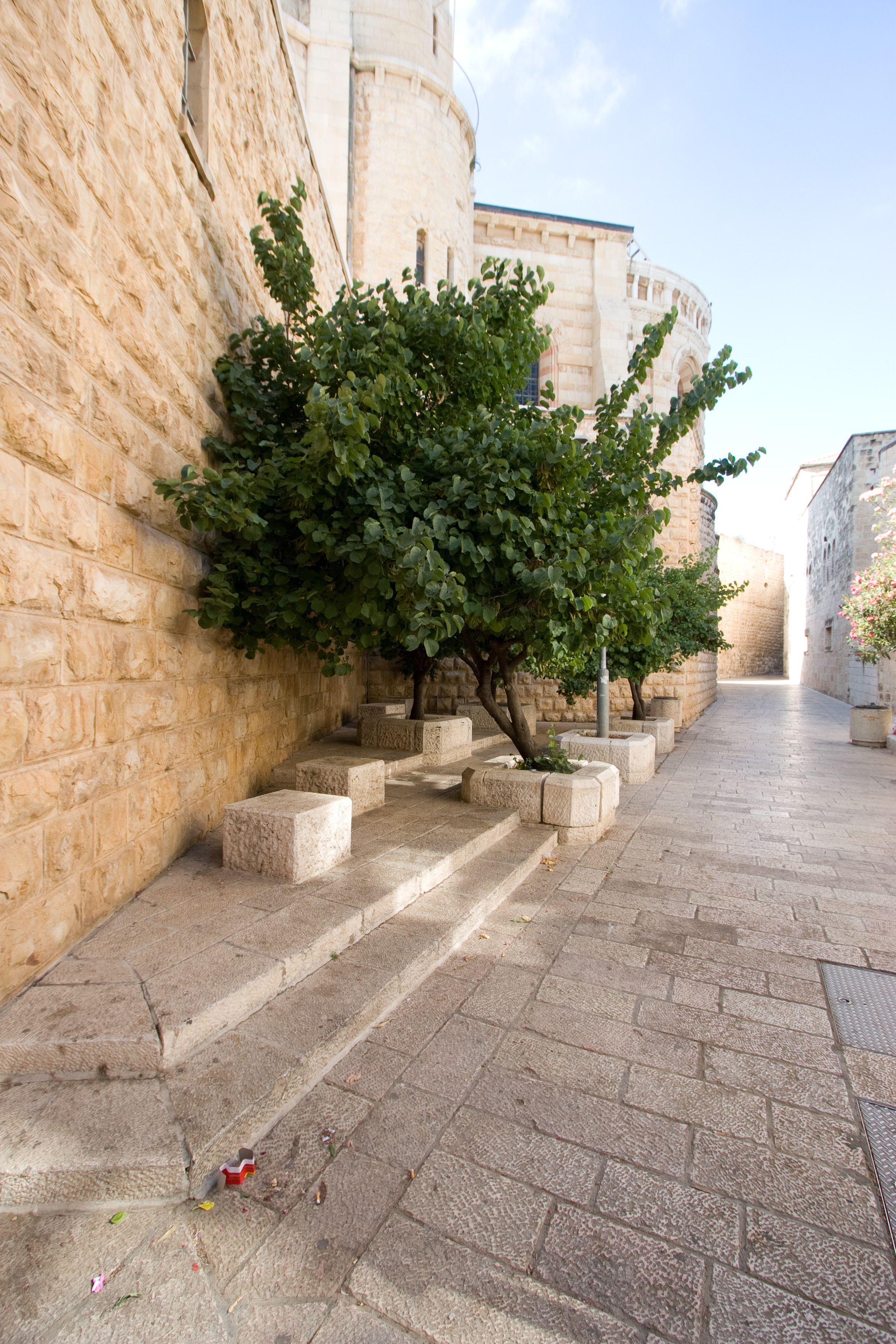 Trees in the Old City