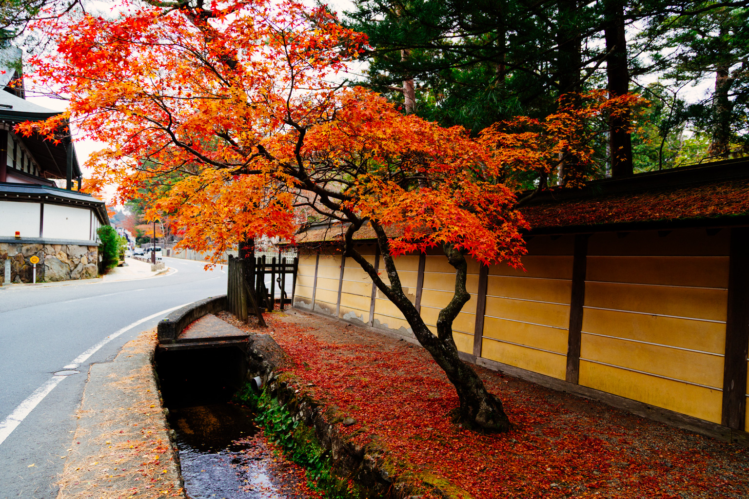 Fall on Koya-san II