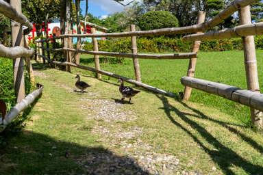 _DSC3038.ARW