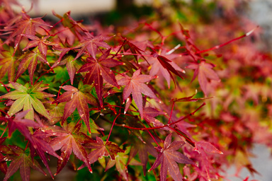 Maple Colors