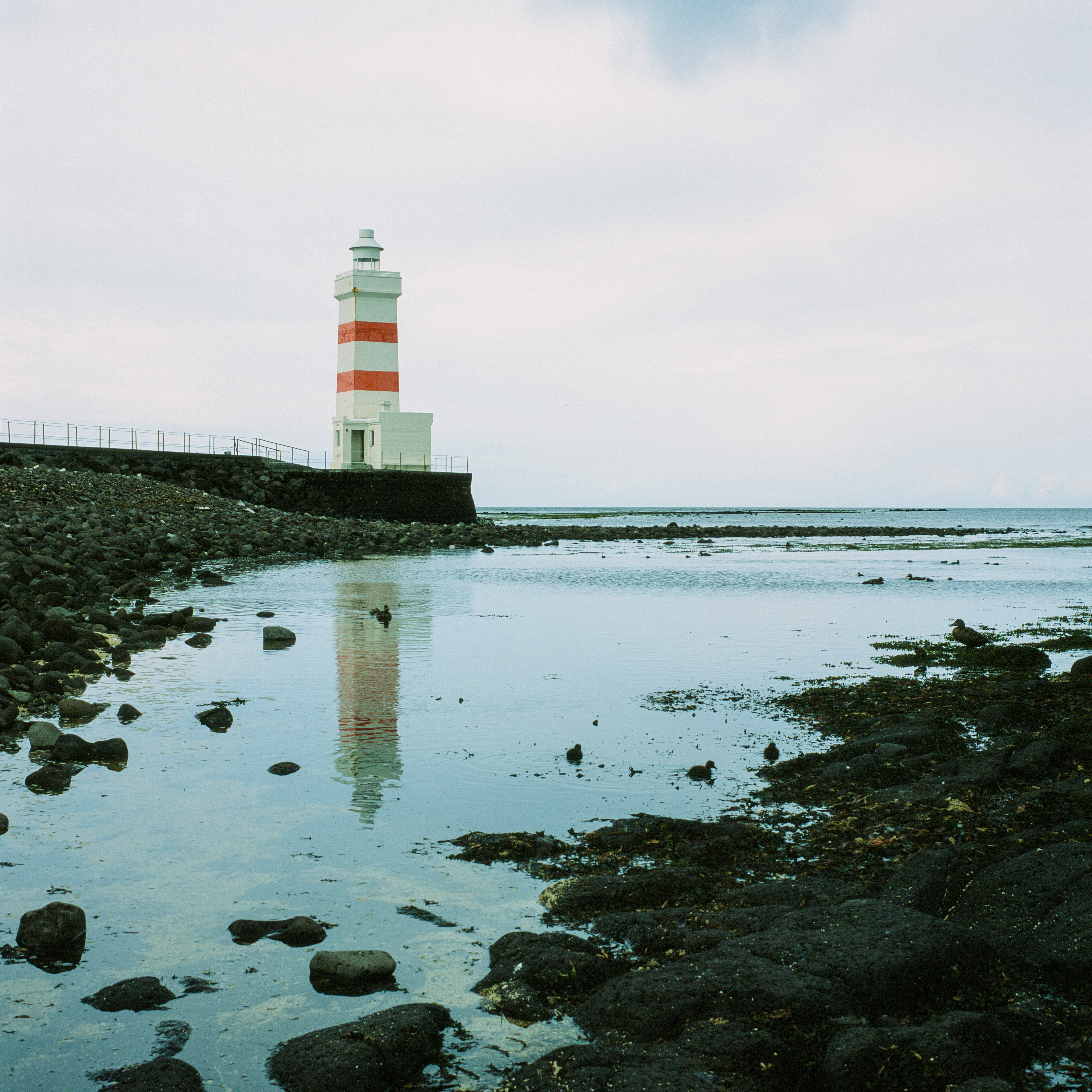 A tall, slender lighthouse with alternating red and white horizontal stripes stands prominently on a dark, rocky embankment to the left. Its clear reflection shimmers in the calm, shallow water of a tidal pool in the foreground, which is dotted with dark volcanic rocks and patches of seaweed. Several small, dark waterfowl are visible swimming in the tranquil water. Beyond the lighthouse, the calm ocean stretches to the horizon under an overcast, light grey sky, with distant rock formations visible in the water. A simple metal railing runs along the top of the embankment.