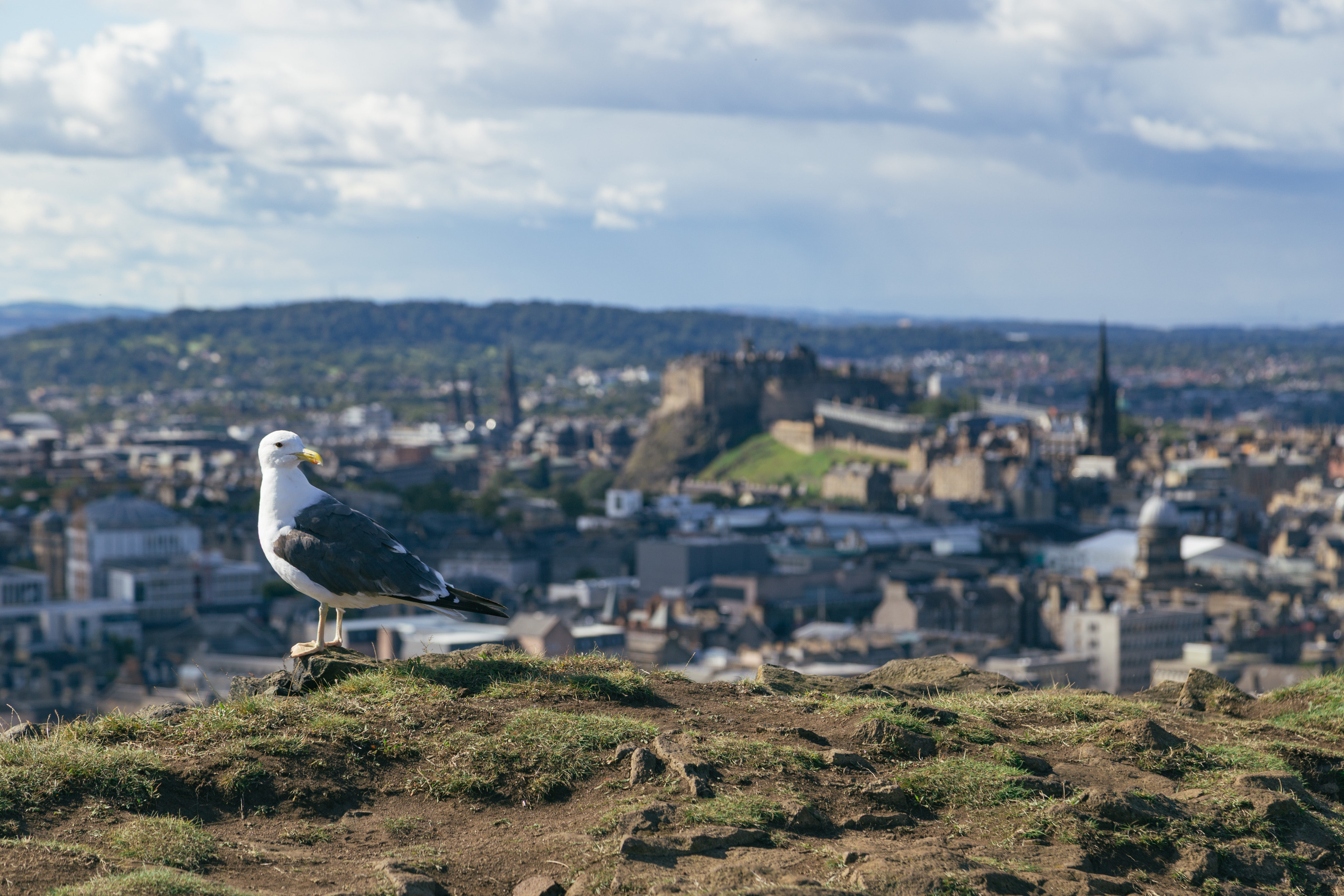 A seagull stands on a rock. In the foreground is a patchy rock-dirt-grass spot on a hill. The bird is perched on one of the larger rocks on the edge of a cliff. In the background is a heavily blurred vista of Edinburgh. Though it is blurry, Edinburgh castle is noticeable sitting above the rest of the city.