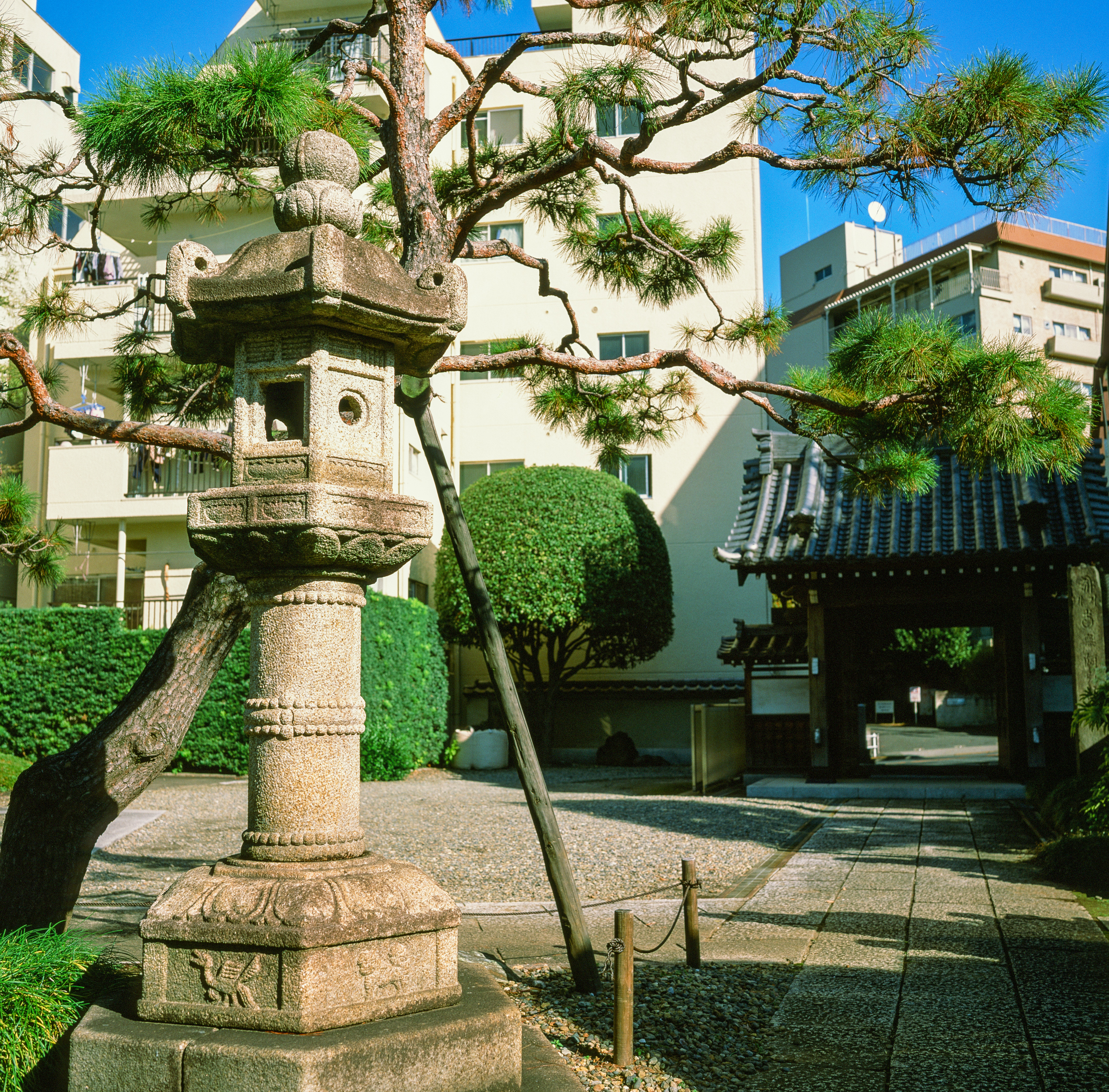 A garden scene in Tokyo. On the left of the frame is a prominent stone lantern. Behind the lantern is a spindly pine tree, with an artificial support holding up one of the branches. Behind the tree and lantern is a a traditional gate with gray tiles on the right and on the left is a 5-6 story apartment building.