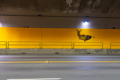 Koi in a Tunnel