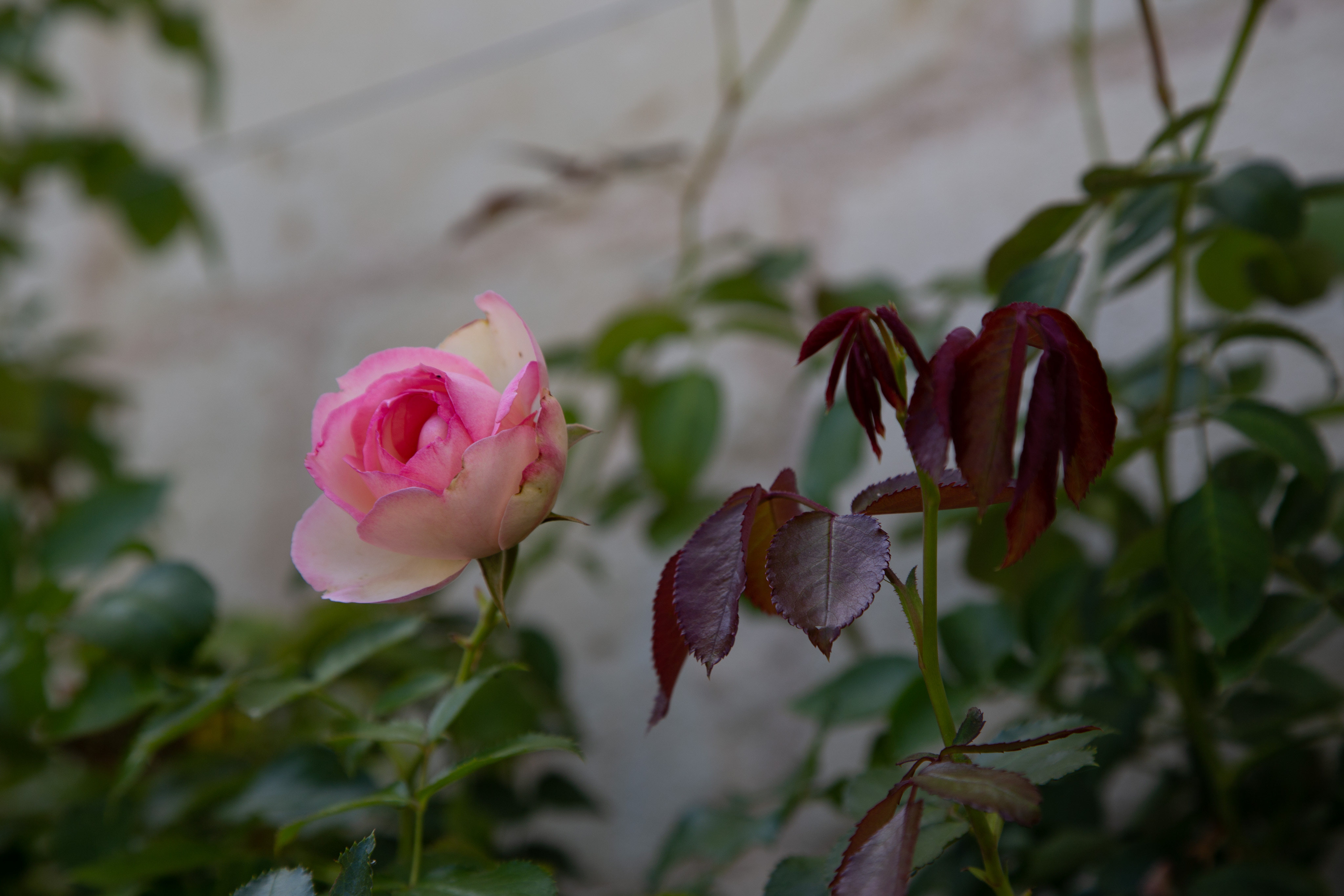 IMG_5907.CR2
