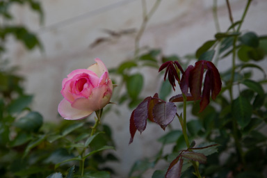 IMG_5907.CR2