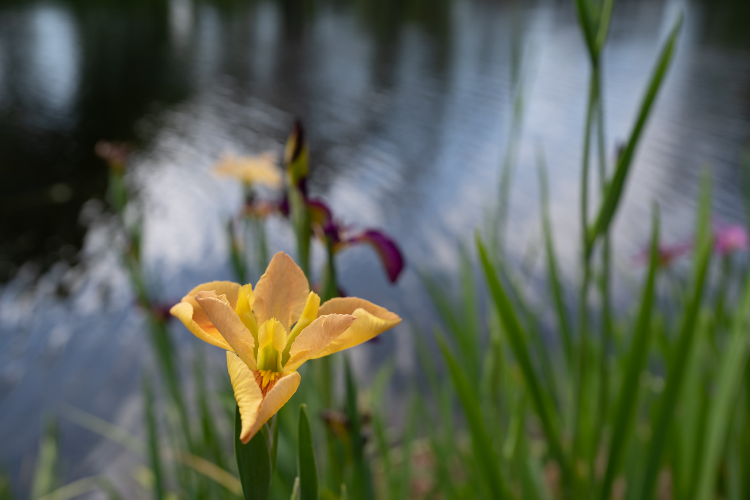 _DSC3609.ARW