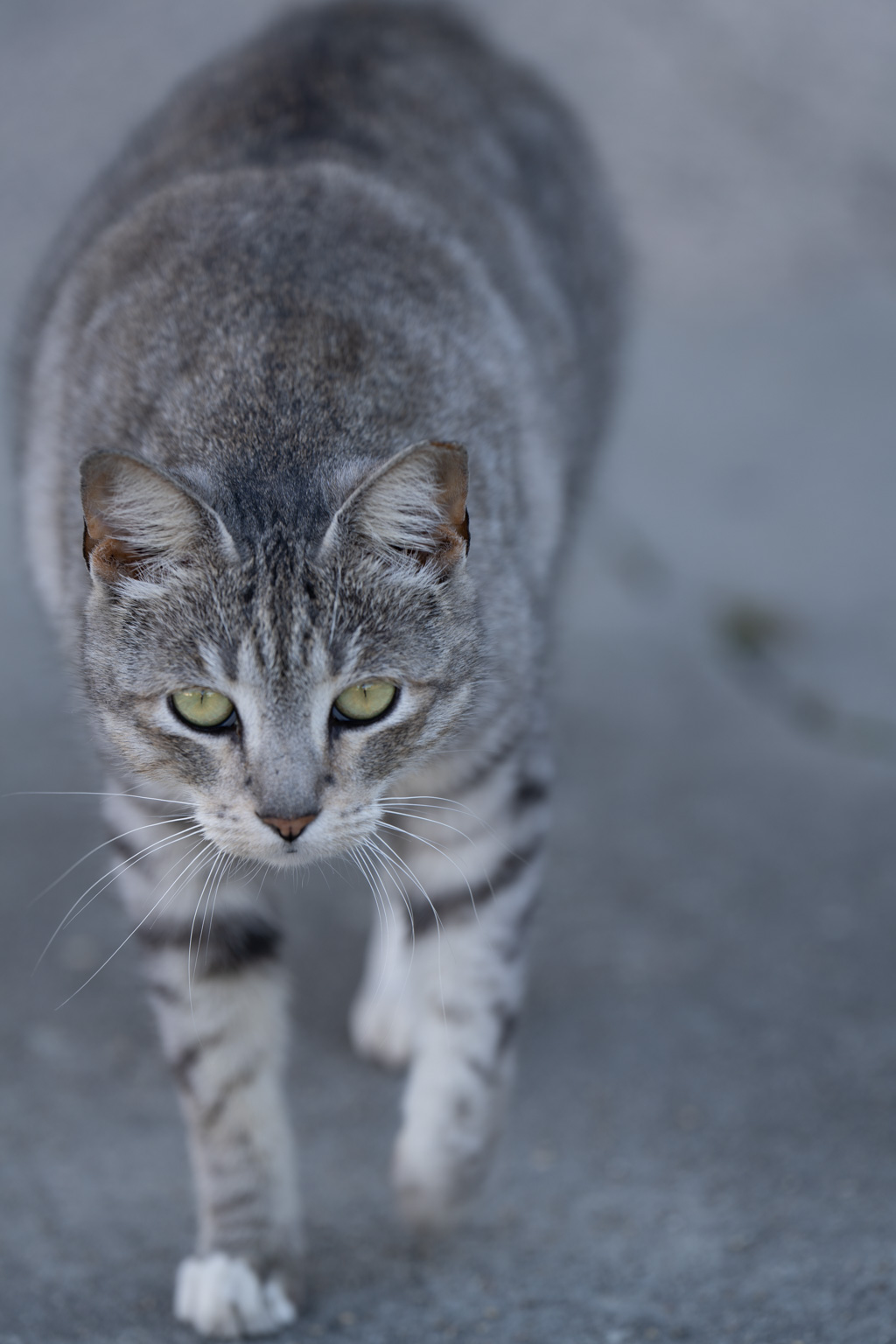 _DSC3566.ARW