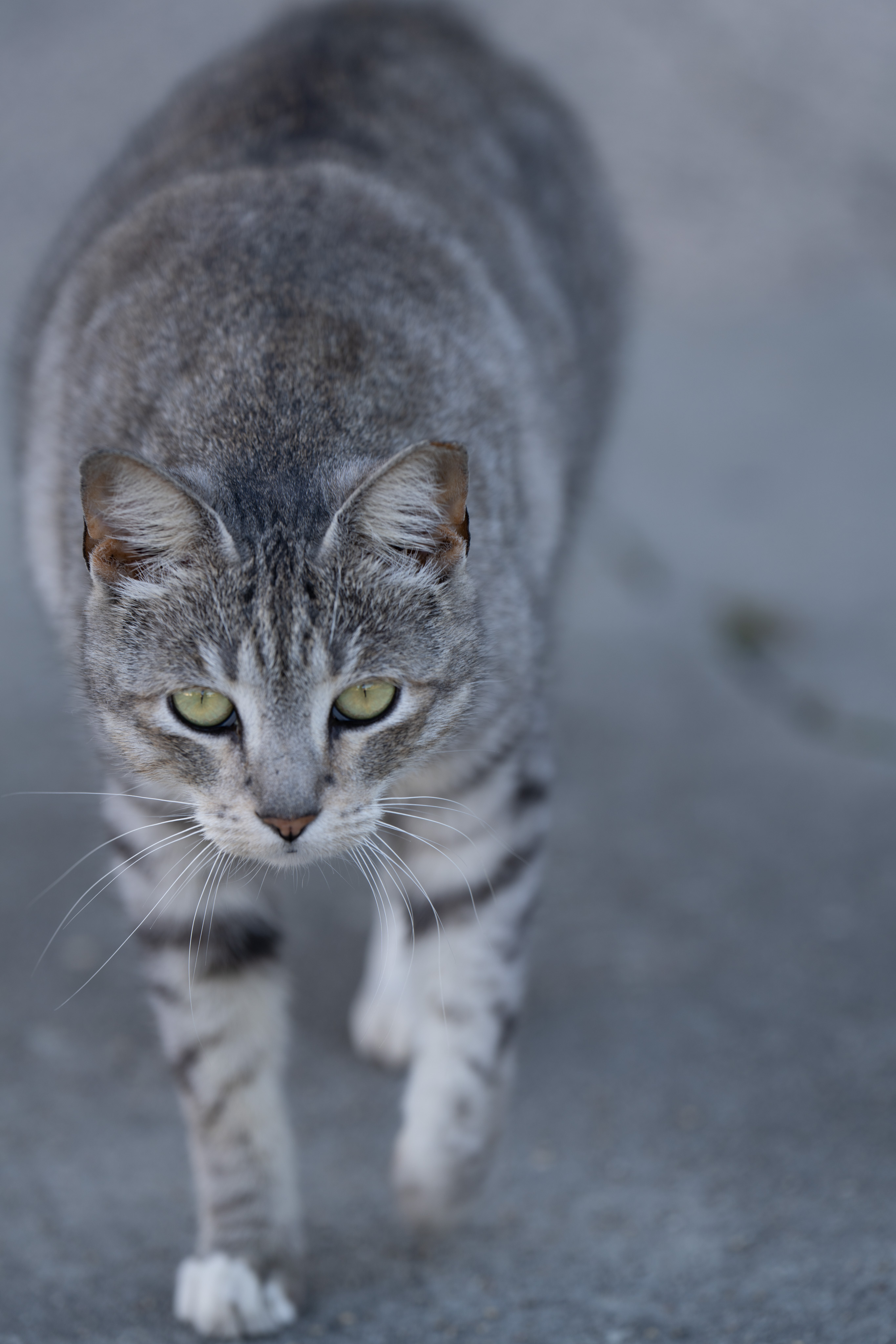 _DSC3566.ARW
