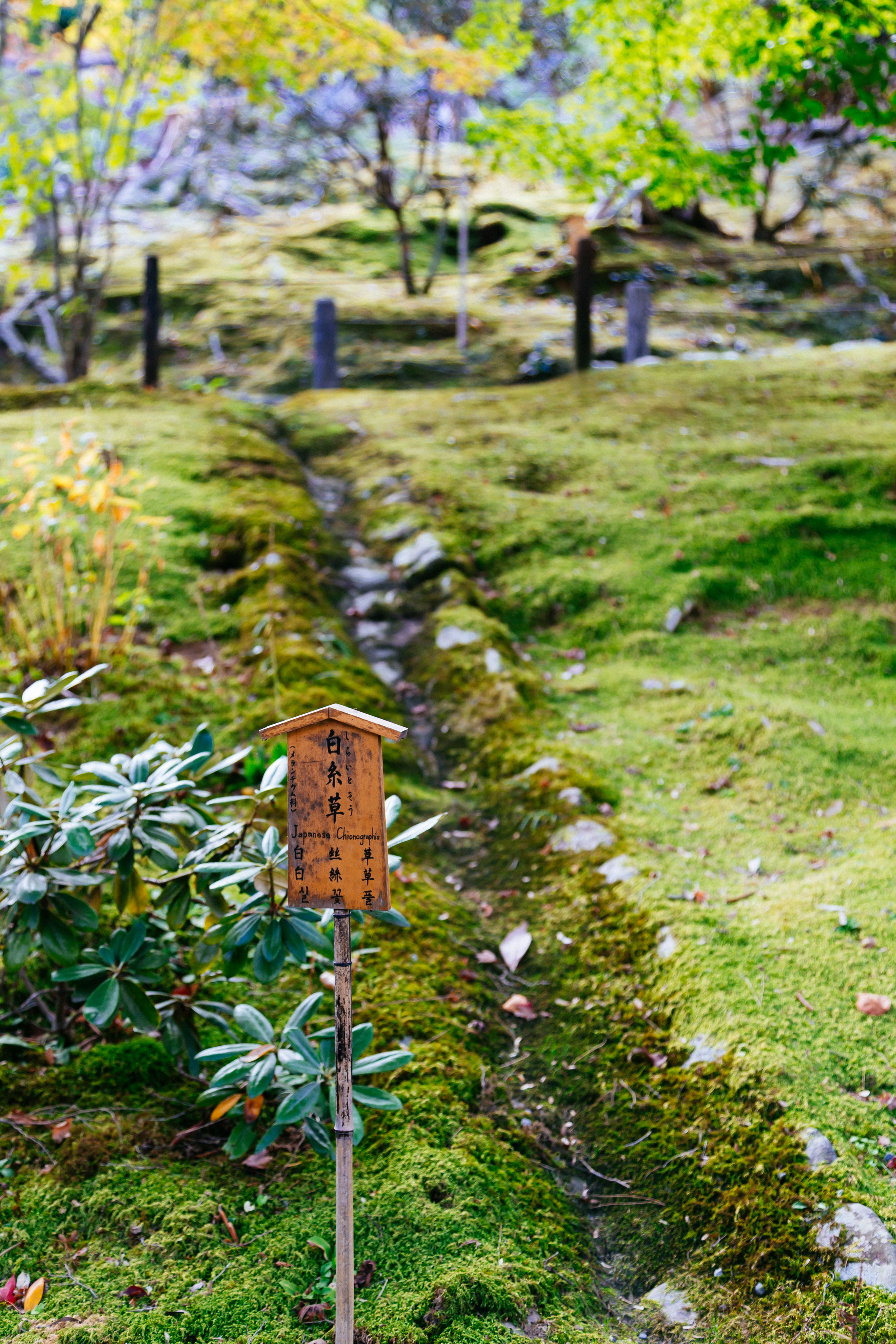 Kyoto greenery