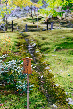 Kyoto greenery