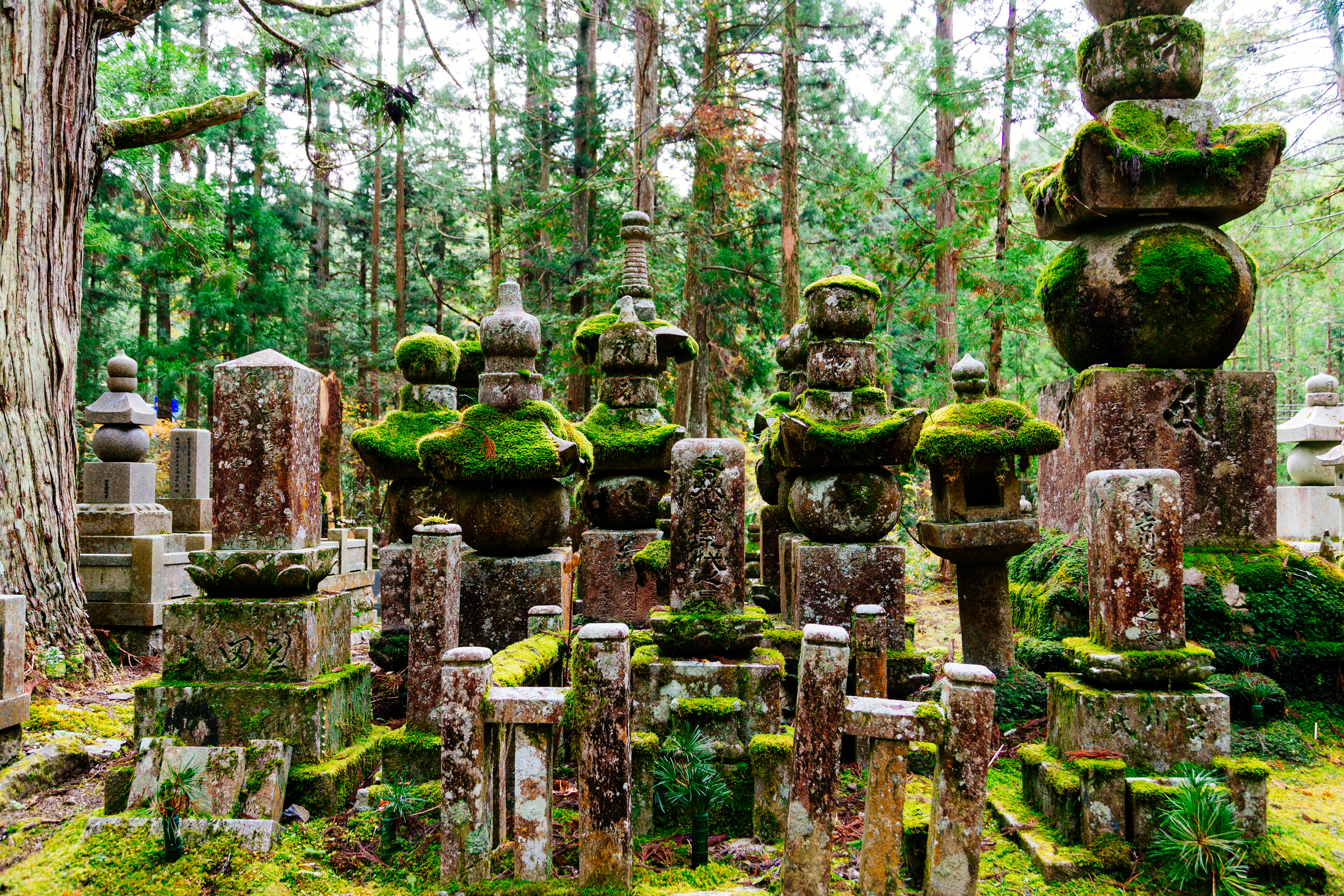 One part of the vast graveyard on Koya-san. Moss covers numerous grave markers and other statues in the foreground, large evergreen trees line the background.