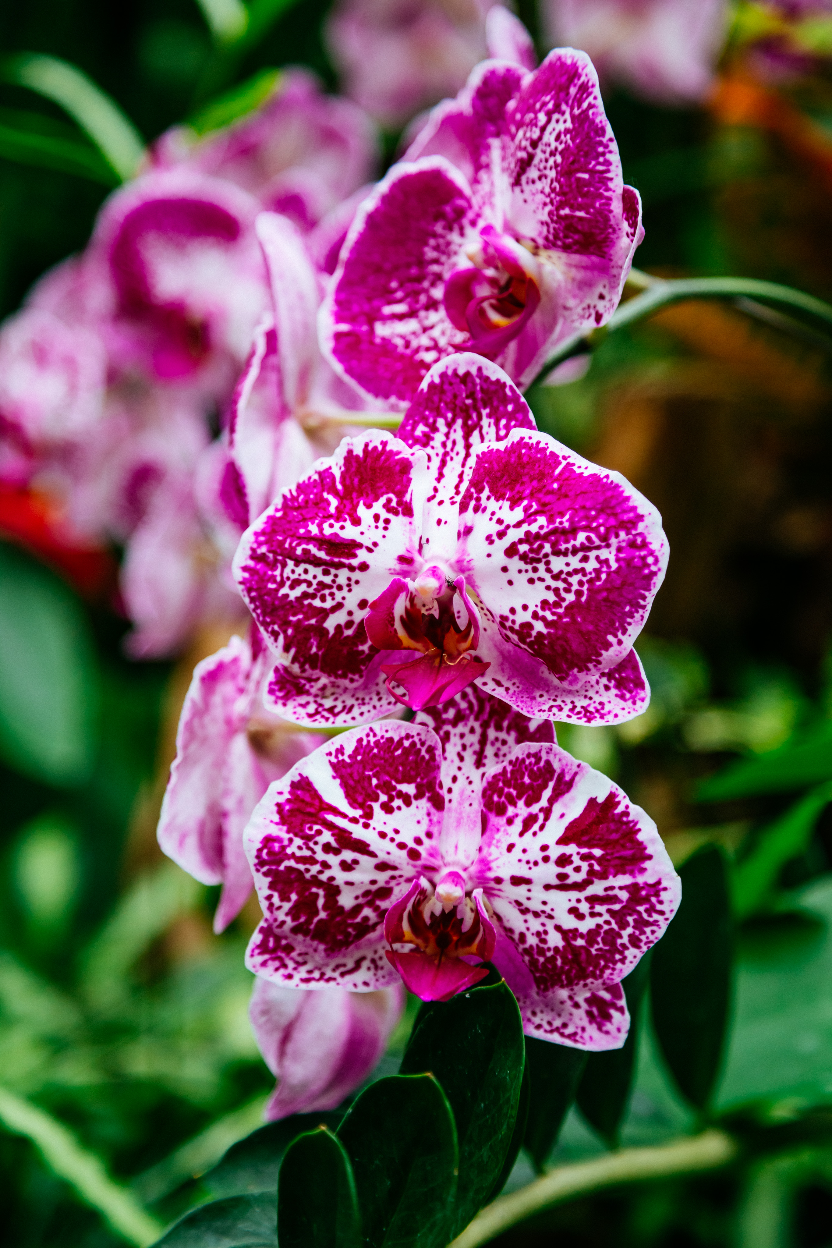 IMG_3067.CR2