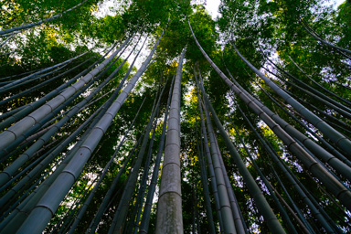 Bamboo