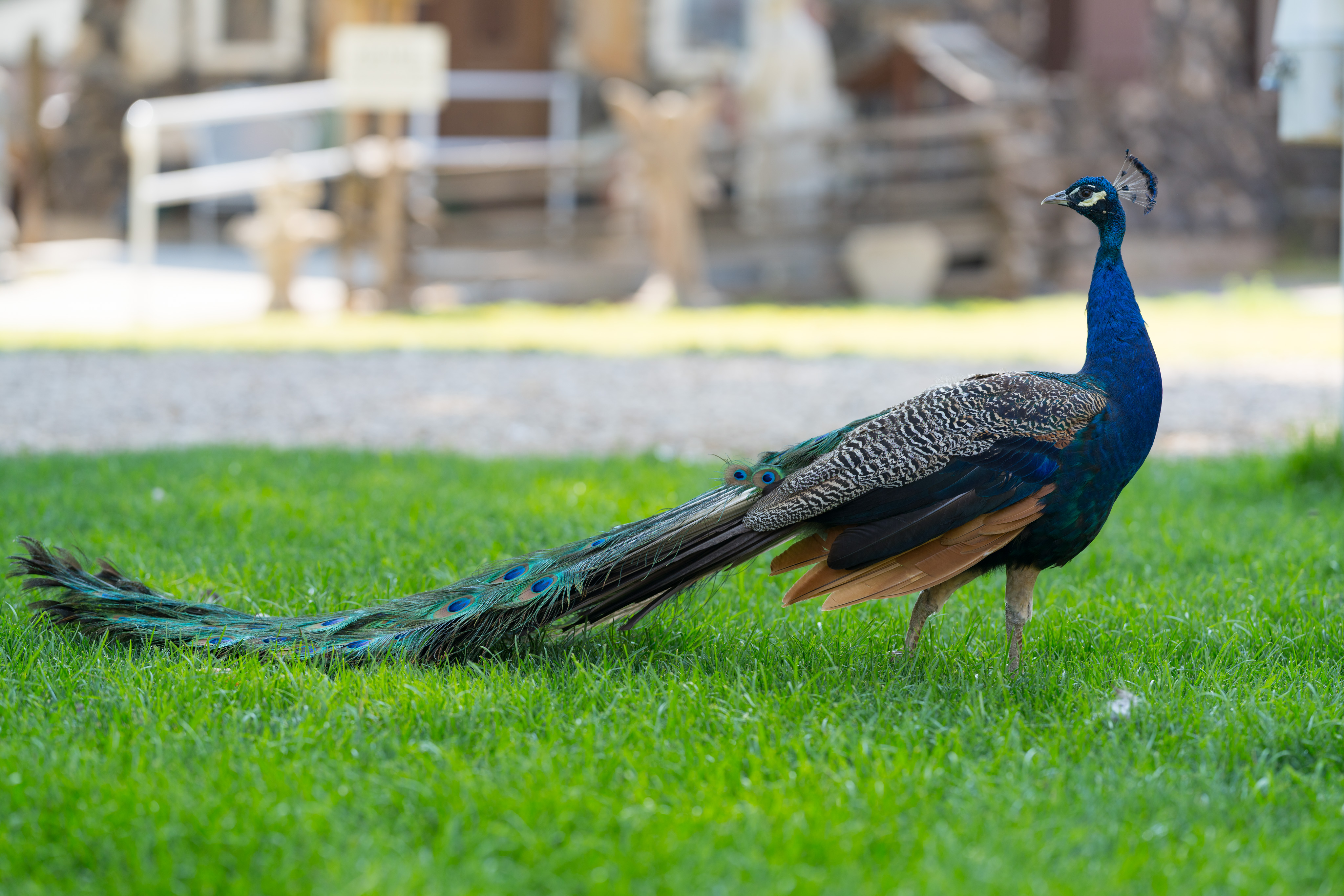 A large peacock stands in grass looking to its rear (the left of the frame). The peacock is deep blue, with striped brown and white feathers. Its tail plume is down, reaching long behind it.